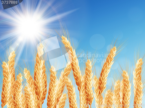 Image of Gold wheat field and blue sky. EPS 10
