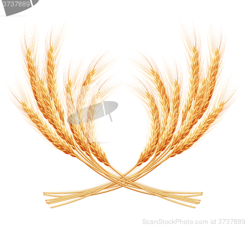 Image of Wheat ears with space for text. EPS 10