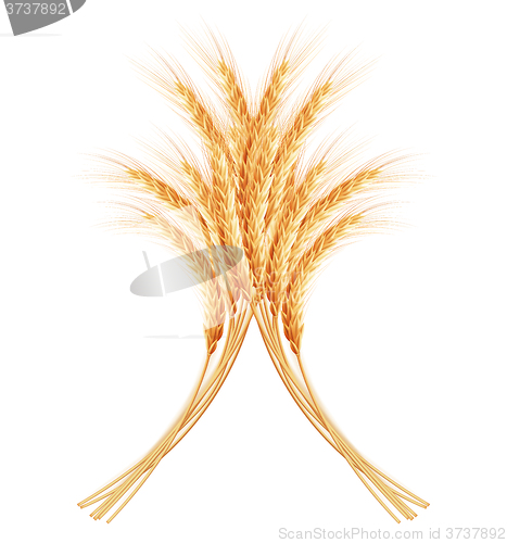 Image of Wheat ears with space for text. EPS 10