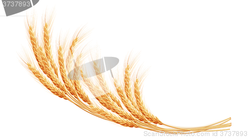 Image of Wheat ears with space for text. EPS 10