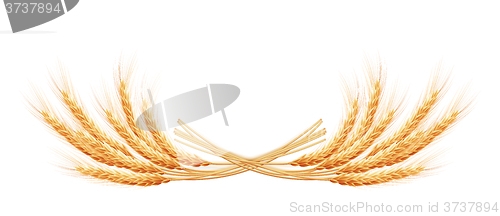 Image of Wheat ears with space for text. EPS 10