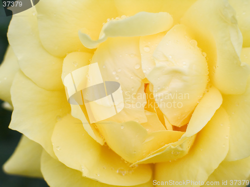 Image of wet yellow rose close-up