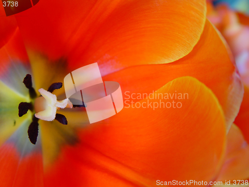Image of orange tulip