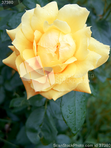 Image of wet yellow rose