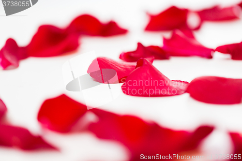 Image of close up of red rose petals