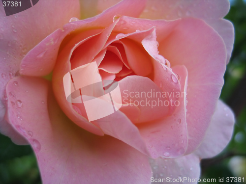 Image of wet pink rose