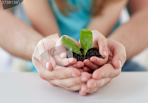 Image of close up of father and girl hands holding sprout