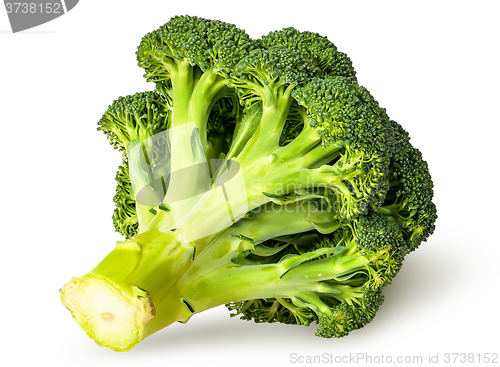 Image of Large inflorescences of fresh broccoli bottom view