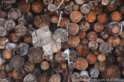 Image of A pile of wood tree logs