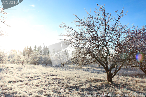 Image of Winter landscape with hoarfrost crystal apple tree