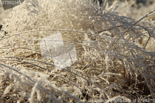 Image of Grass with ice crystals