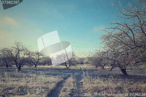 Image of Road in the winter forest landscape. Soft toning effect