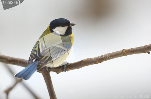 Image of great tit on tree brunch