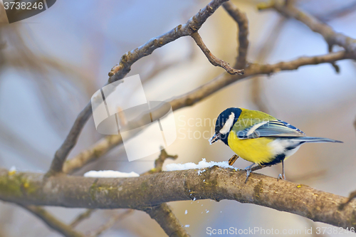 Image of great tit on tree brunch