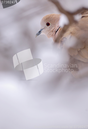 Image of Eurasian Collared-Dove