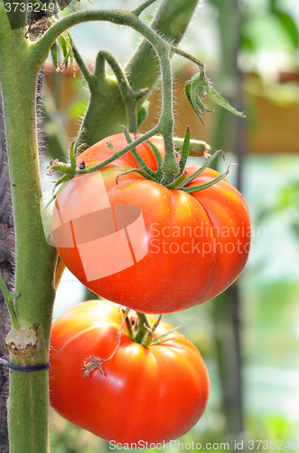 Image of tomatoes growing on a branch 