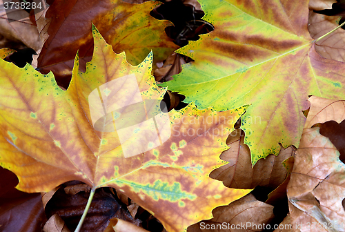 Image of Bright autumn foliage