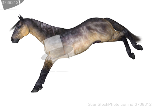 Image of Grulla Horse on White
