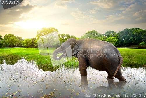 Image of Elephant in pond