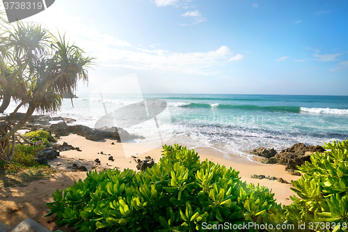 Image of Exotic plants near ocean