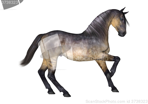 Image of Grulla Horse on White