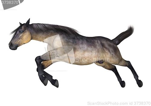 Image of Grulla Horse on White