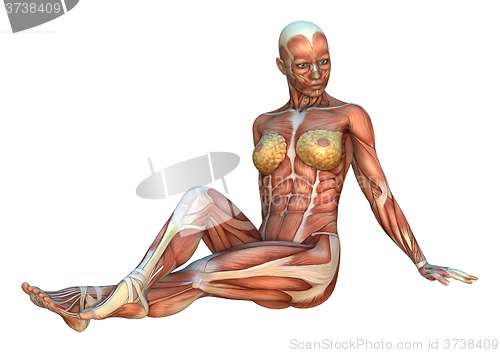 Image of Muscle Maps Female Figure