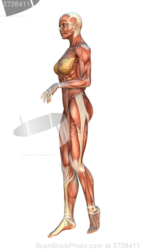 Image of Muscle Maps Female Figure