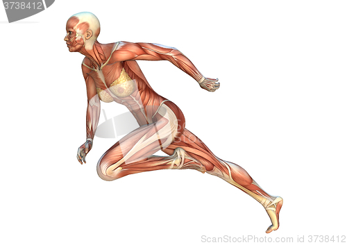 Image of Muscle Maps Female Figure