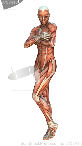 Image of Muscle Maps Female Figure