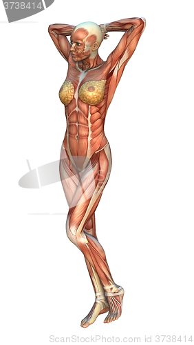 Image of Muscle Maps Female Figure
