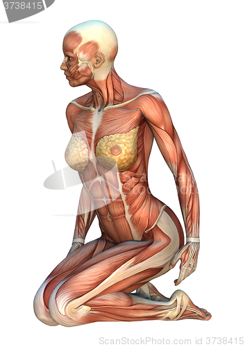 Image of Muscle Maps Female Figure