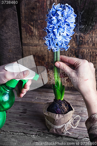 Image of Caring for hyacinth