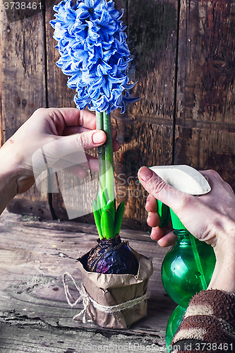 Image of Caring for hyacinth