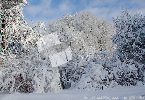 Image of winter in sweden with snow on the tree