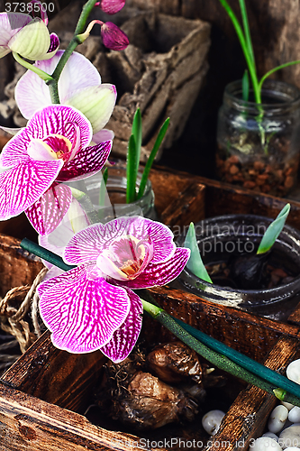 Image of spring sprouts Orchid