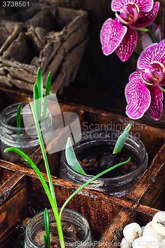 Image of spring sprouts Orchid