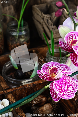 Image of spring sprouts Orchid