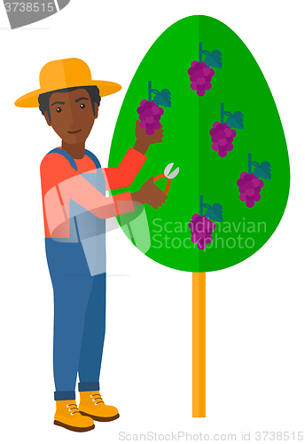 Image of Farmer collecting grapes.