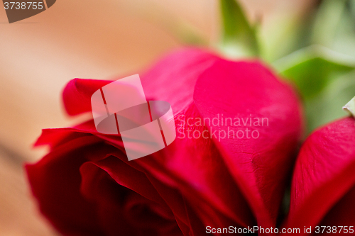 Image of close up of red rose flowers