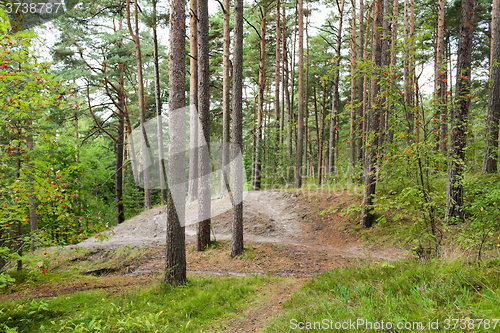 Image of summer forest and path