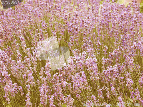 Image of Retro looking Lavender flowers