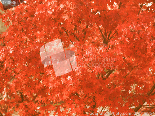 Image of Retro looking Maple leaves