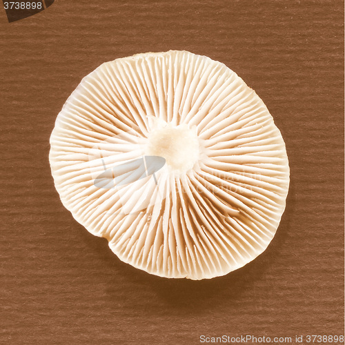 Image of Retro looking Mushroom