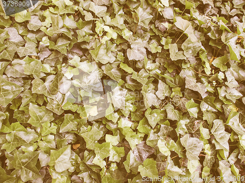 Image of Retro looking Ivy leaves