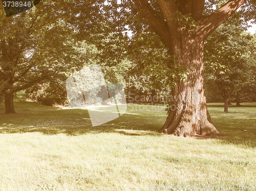 Image of Retro looking Tree in a park