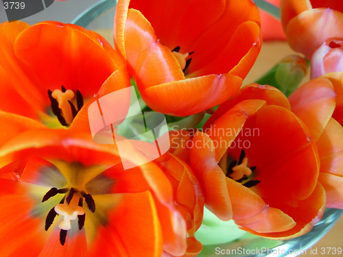 Image of orange tulips