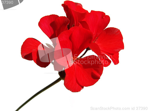 Image of Geranium flower
