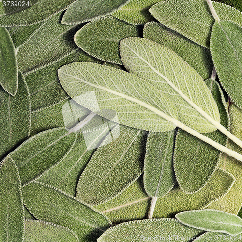 Image of Salvia (sage, also called garden sage, or common sage)