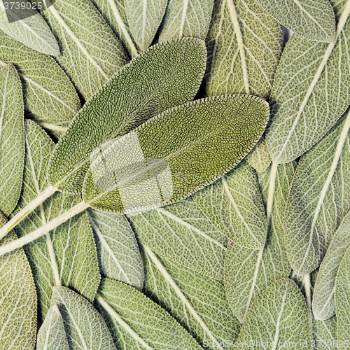 Image of Salvia (sage, also called garden sage, or common sage)